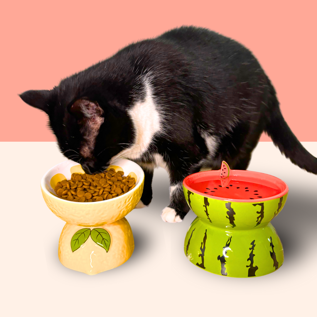Fruit Ceramic Cat Bowls