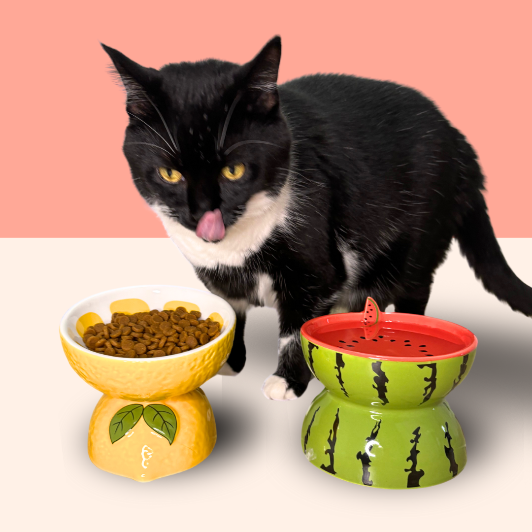 Fruit Ceramic Cat Bowls