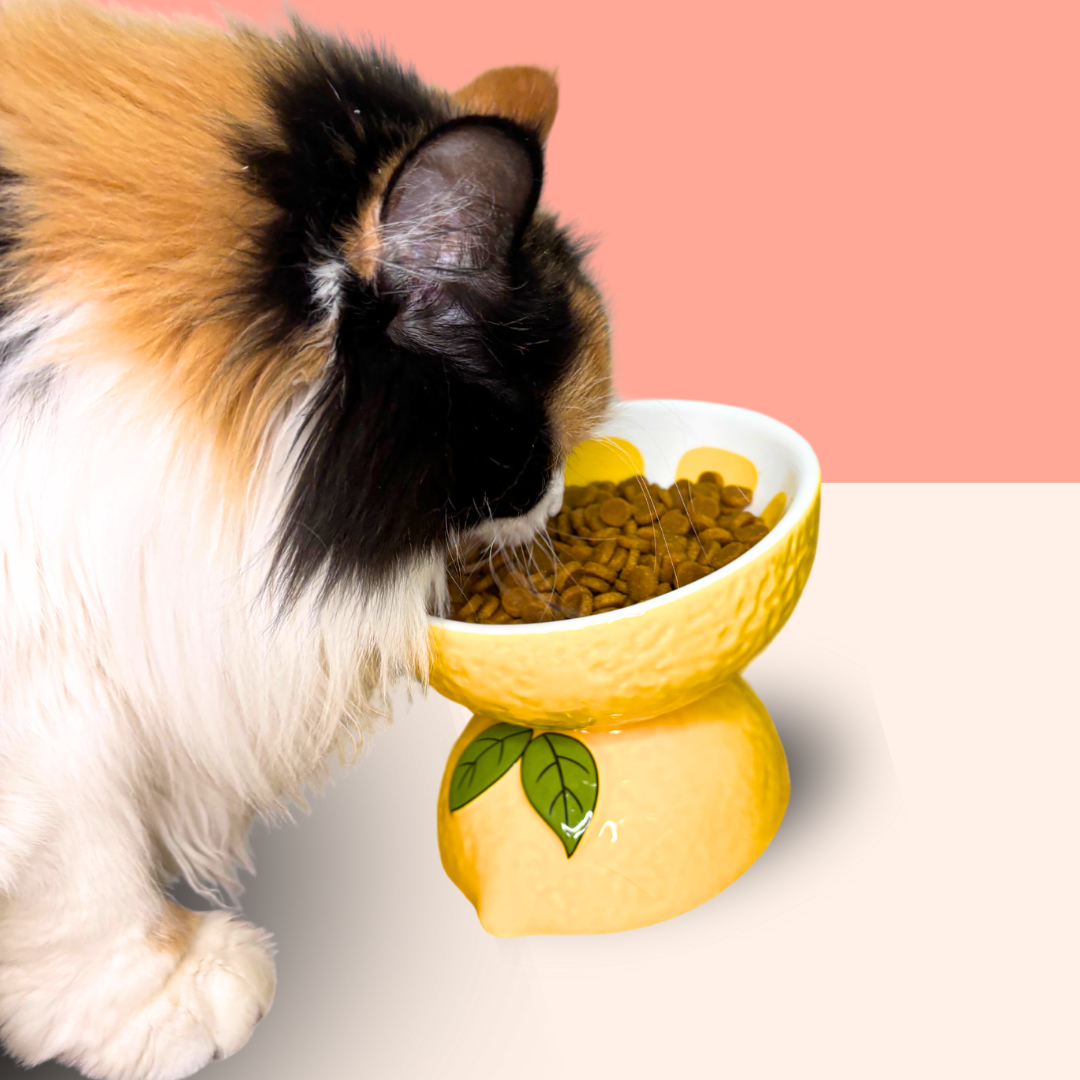 Fruit Ceramic Cat Bowls