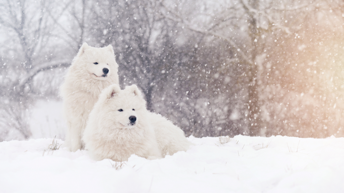 5 Ways to Keep Your Pets Happy and Healthy Throughout Winter