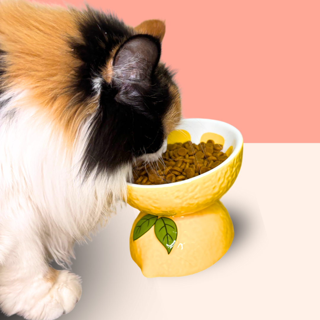 Cat Bowl Ceramic Protects Cervical Neck Drinks Water Eats Dog Snacks Skew Mouth High Foot Grain Bowl Fruit Bowl Pet Supplies